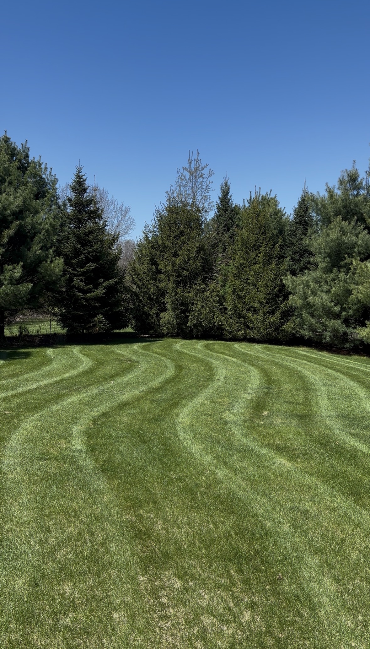 Striped lawn with curved mowing pattern and evergreen tree line