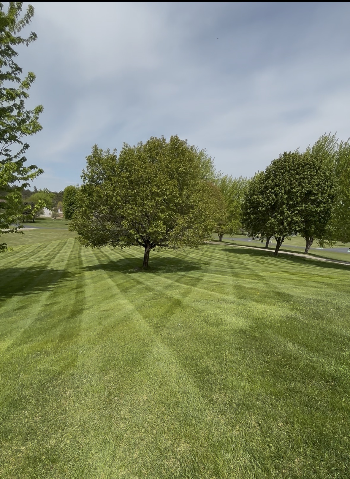 Beautifully striped lawn with trees and blue sky